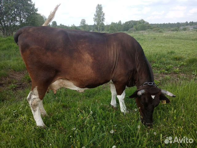 Продам корову на мясо купить в Гусино | Животные и зоотовары | Авито