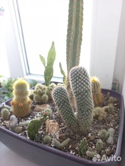 Большой вазон с разными кактусами
