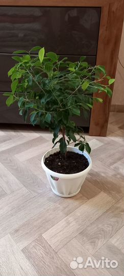 Фикус бенджамина