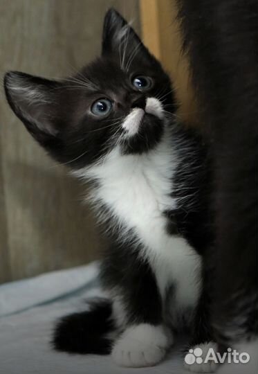 Котенок 2 мес