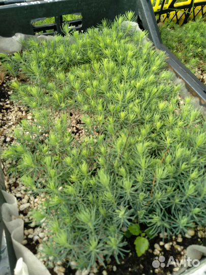 Сеянцы хвойных