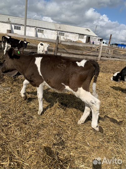 Бычки телки