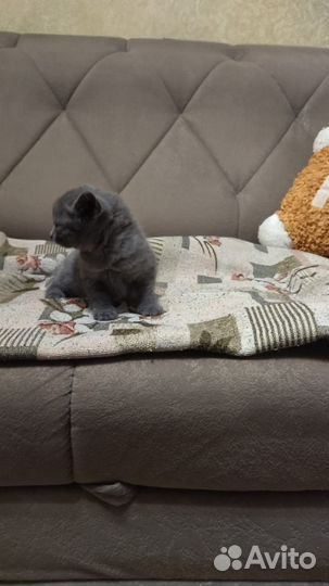 Котик серый