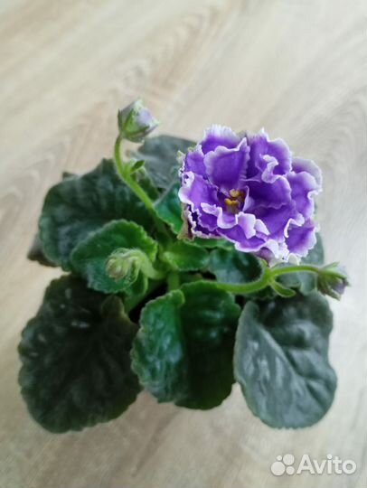 Цветущие фиалки