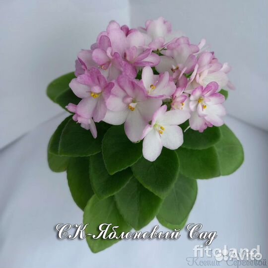 Фиалки мини