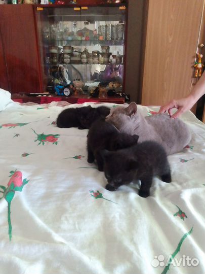 Британские котята