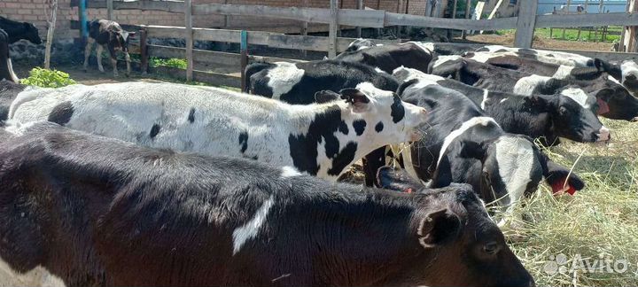 Бычки от 4 месяцев