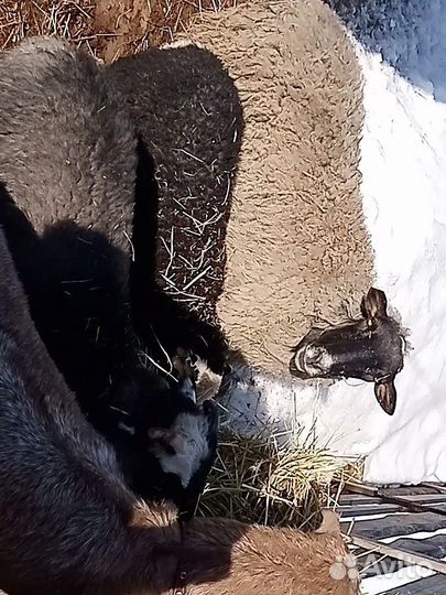 Романовские овцы, ягнята