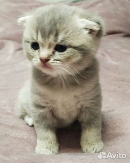 Шотландские вислоухие котята