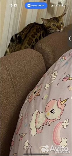 Бенгальская кошка
