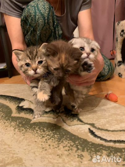 Отдадим котят в хорошие руки