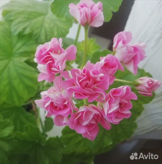 Розебудная пеларгония, герань королевская