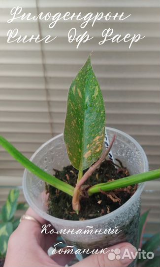 Филодендрон Ринг оф Фаер и Карамель Марбл