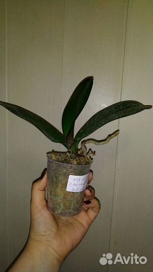 Орхидея Baidan's Kaleidoscope