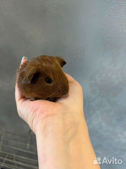 Моркие свинки