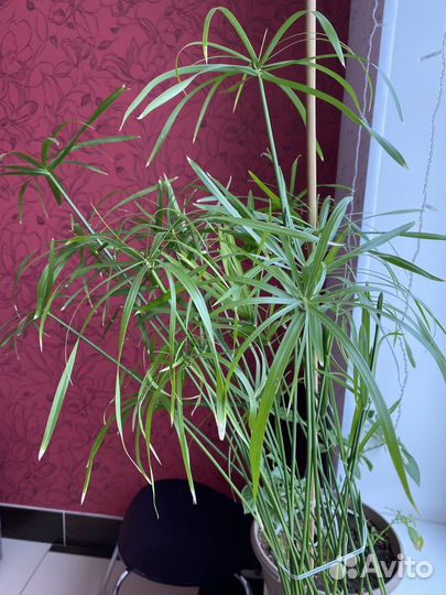 Циперус папирус, кошачья радость