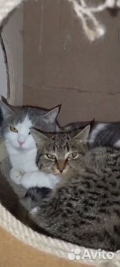 Кошкин в дом