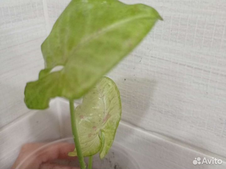 Сингониум конфетти триколор