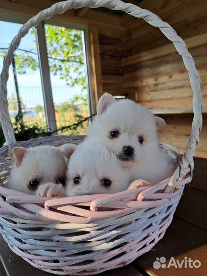 Метис шпиц/чихуахуа