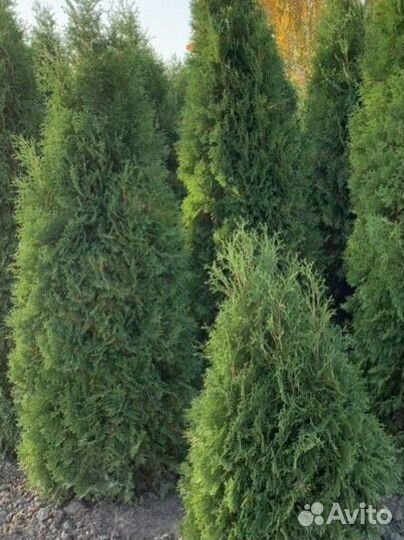 Туя смарагд до 2м