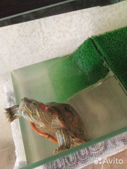 В дар красноухая черепаха