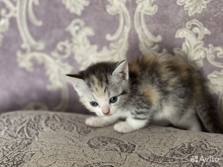 Кошка в дар бесплатно