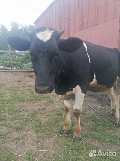 Продам телку на корову