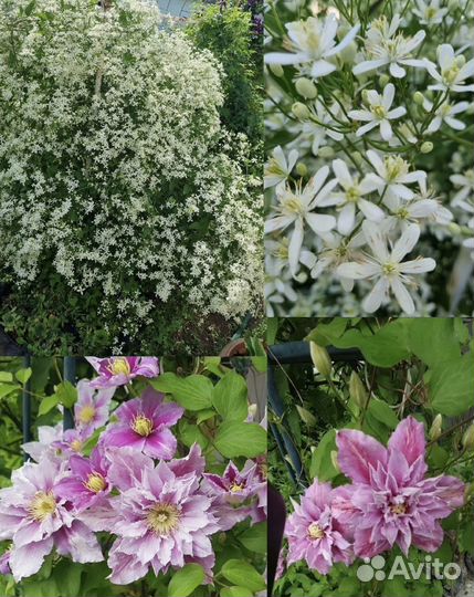 Клематисы