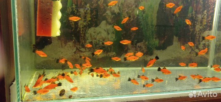 Аквариумные рыбки