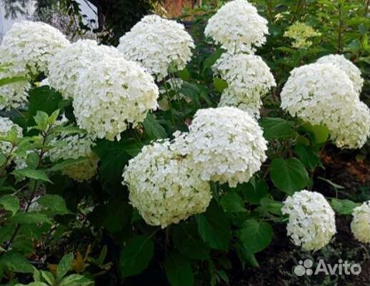 Гортензия древовидная