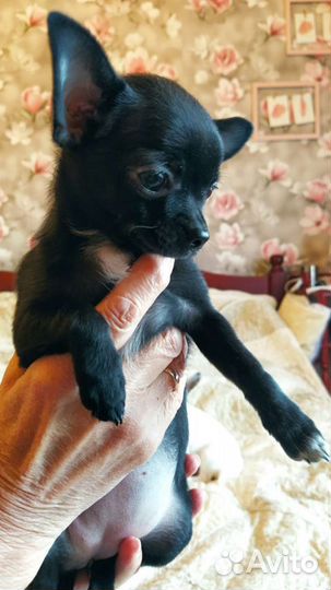 Чихуа мини