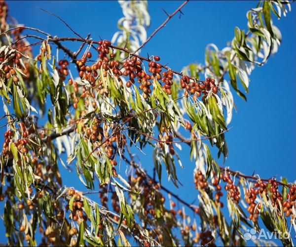 Лох узколистный