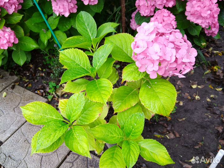 Гортензия крупнолистная в горшке