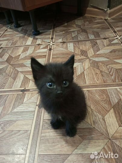 Котята,3 мальчика и 1 девочка,в дар бесплатно