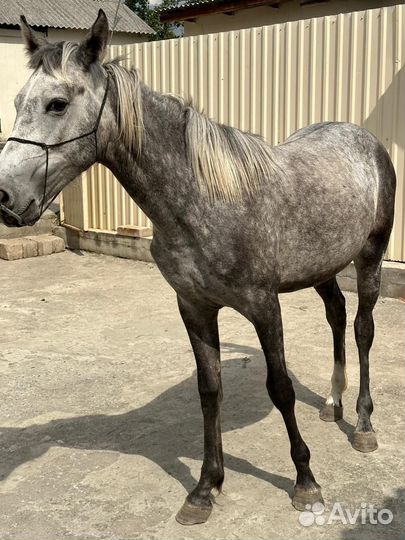 Продается кобыла