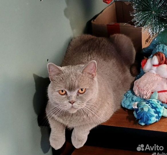 Отдам кошку