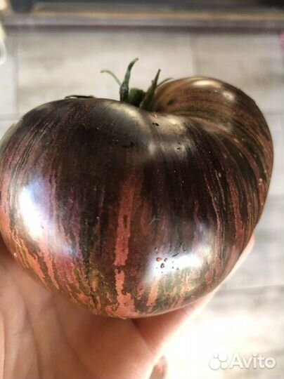 Семена коллекционных томатов