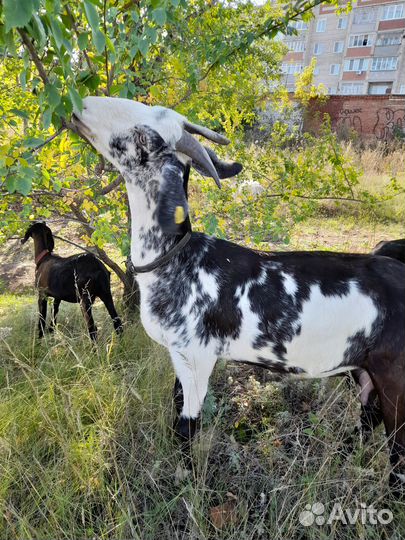 Англонубийские козы