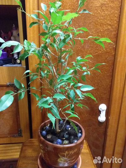 Фикус Бенджамина