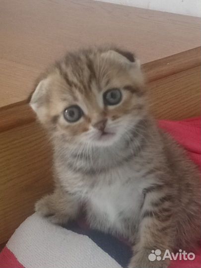 Шотландская вислоухая