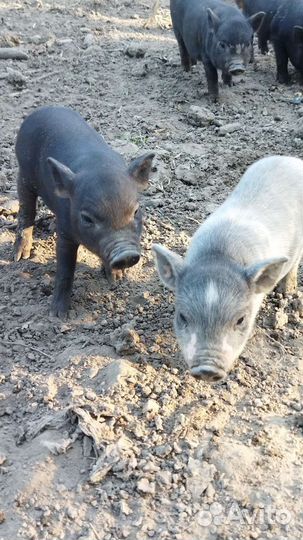 Вьетнамские вислобрюхие поросята 1мес
