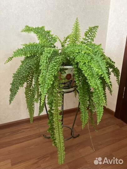 Папоротник комнатный