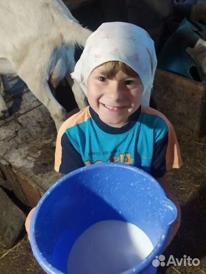 Молоко коз Горного Чарыша