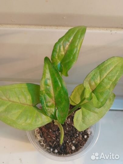 Сингониумы