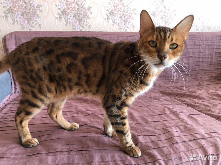 Бенгальская кошка