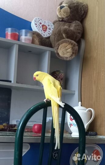 Пара ожереловых попугаев Крамера
