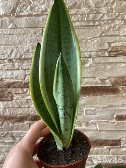 Сансевиерия Белый снег сортовая