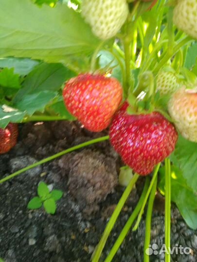 Усы клубники даренка