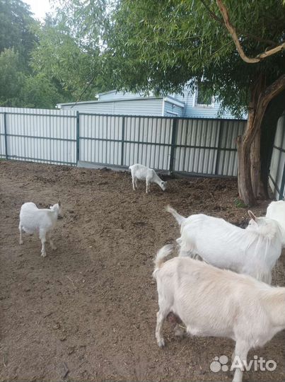 Зааненская дойная коза