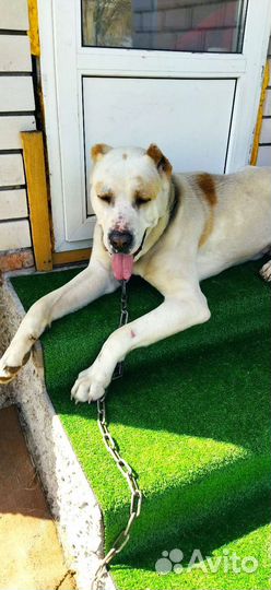 Вязка алабай